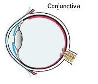 eyeanatomyconjunctivitis