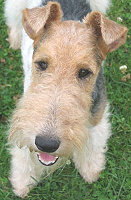 wirehaired