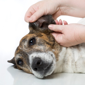 dog-ear-cleaning