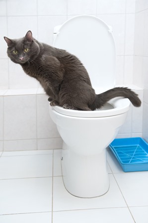 Cat using a toilet