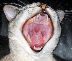 openmouthcat