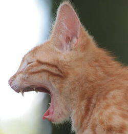 coughingcat