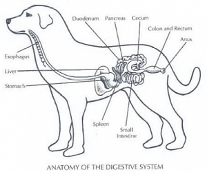 digestivesystemdog
