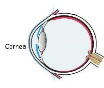 eyeanatomycornea