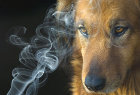 smokeanddog