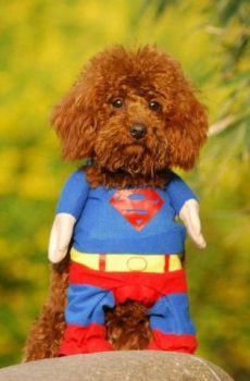 Superman Costume for a very small dog or a cat