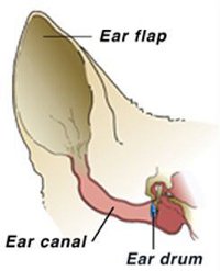 catearanatomy