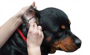 clean-dog-ear