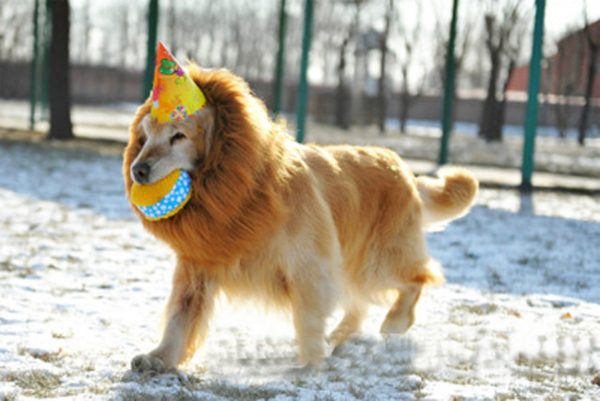 Lion's Mane Dog Costume