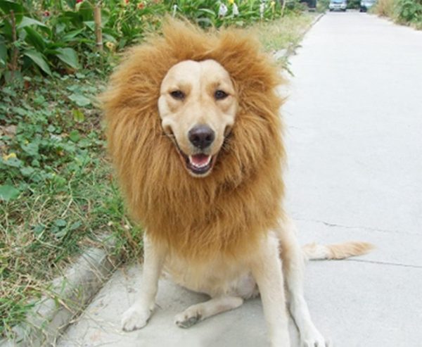 Dog Costume - Lion's Mane