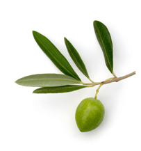 oliveleaf